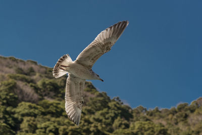 Low angle view of seagull flying