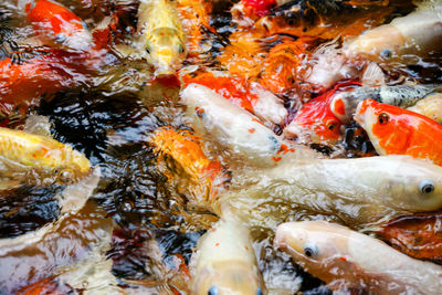 Close-up of koi fish in sea