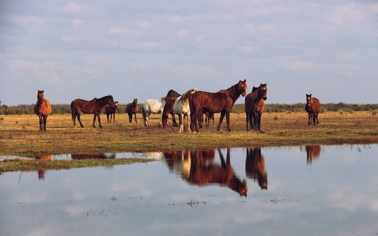 animal themes, livestock, horse, domestic animals, water, sky, mammal, standing, nature, reflection, medium group of animals, field, cloud - sky, herbivorous, landscape, full length, grazing, tranquility, cow