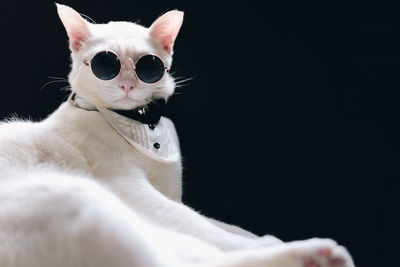 Close-up portrait of white cat against black background