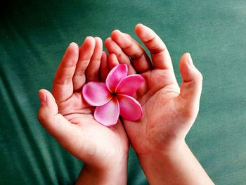 Close-up of hand holding pink flower