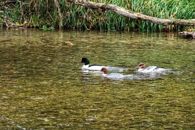 Ducks swimming in lake