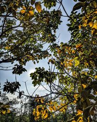 Low angle view of tree against sky during autumn