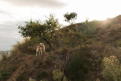 Dog in a field