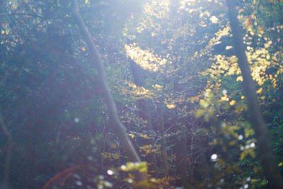 Close-up of flower trees in forest