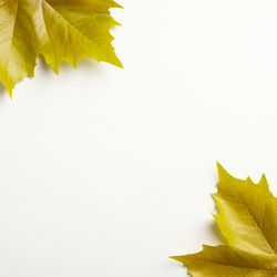 Close-up of yellow leaves on white table