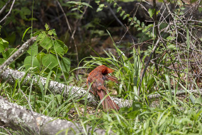 Molting male cardinal cardinalis cardinalis grooming from his perch on a fallen tree branch