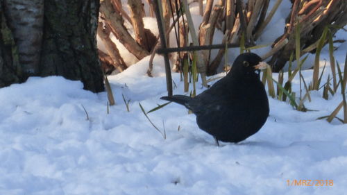 Birds in snow