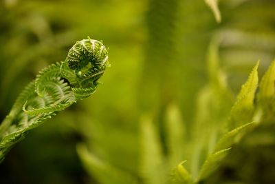 Close-up of fern on field