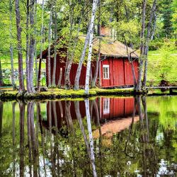 Reflection of trees in water