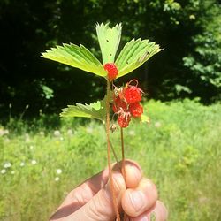 Close-up of hand holding plant