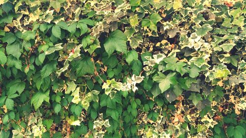 Close-up of ivy growing on plant