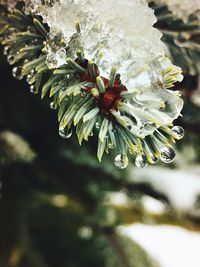 Close-up of water drops on flower