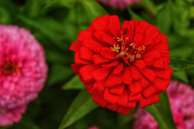 Close-up of red flowering plant in park