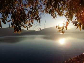 Sun shining through trees