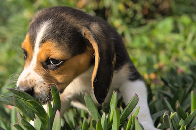 pet