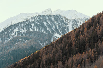 Panoramic view of pine trees on snowcapped mountains against sky