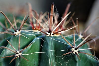 Close-up of spines on cactus