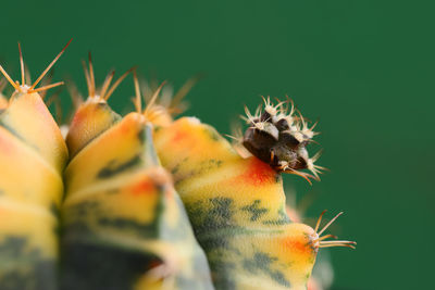 Close-up of bug on plant