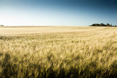 Scenic view of wheat field against sky