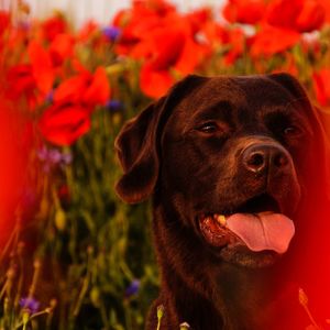 Close-up of dog looking away