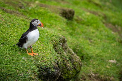 Bird perching on a field