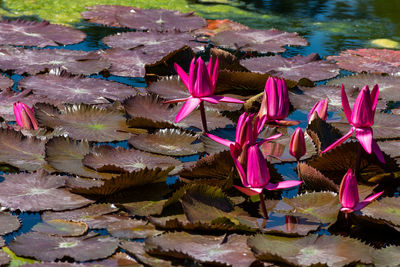 High angle view of pink lotus water lily in lake