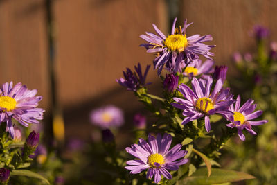 Close-up of purple flower