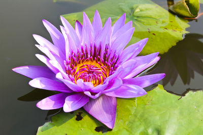 Close-up of lotus water lily in pond