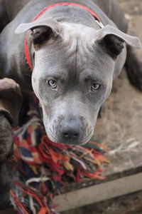 High angle portrait of dog at camera