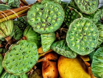 Close-up of prickly pear cactus