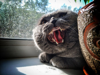 Close-up of cat yawning