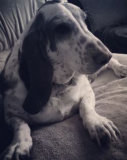 Close-up of dog resting