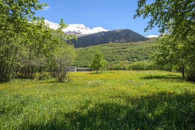 Scenic view of field against sky