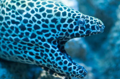 Close-up of coral underwater