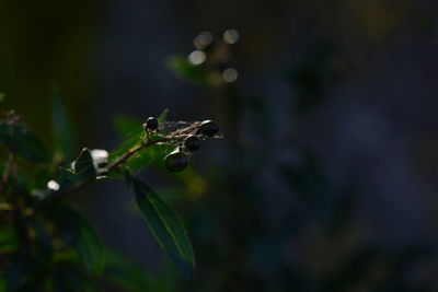 Close-up of insect on plant