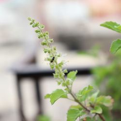 Close-up of plant