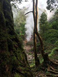 Trees in forest