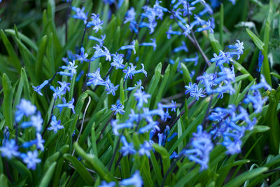 Close-up of purple flowering plants