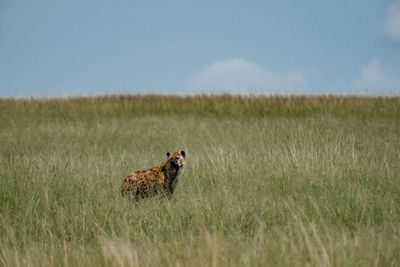 grassland