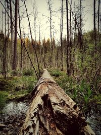 Trees in forest