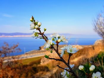 Close-up of flowering plant against blue sky