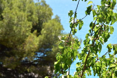 Close-up of fresh green plant against sky