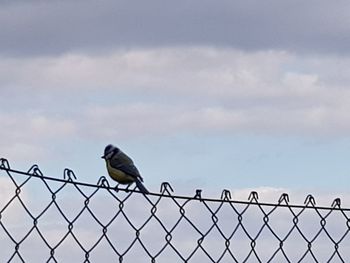 Birds perching on metal fence against sky