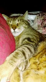 Close-up of cat sleeping on bed