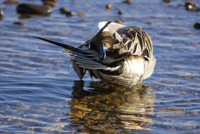 Duck swimming in lake