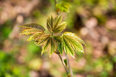 Close-up of green plant