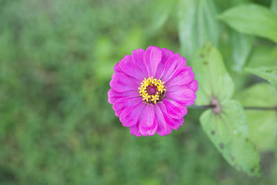 Close-up of pink flower