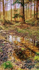 Reflection of trees in lake