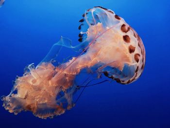 Ocean preservation jellyfish in deep blue